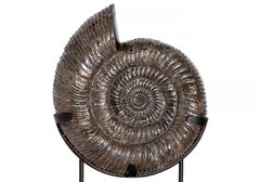 Аммонит Speetoniceras versicolor