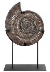 Аммонит Speetoniceras versicolor