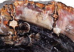 Окаменелое дерево