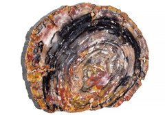 Окаменелое дерево