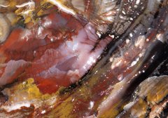 Окаменелое дерево