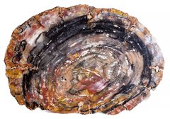 Окаменелое дерево