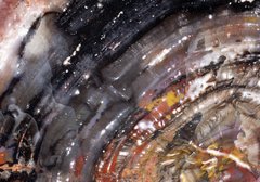 Окаменелое дерево