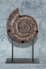 Аммонит Speetoniceras versicolor
