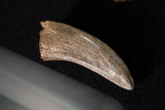 Зуб динозавра Albertosaurus sp.