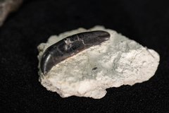 Зуб аллозавра