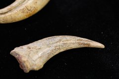 Коготь спинозавра