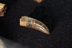 Зуб тираннозаврида