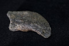 Коготь динозавра Camarasaurus