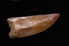 Зуб динозавра Carcharodontosaurus saharicus