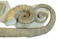 Аммониты Ancyloceras sp. и Emericiceras barremense