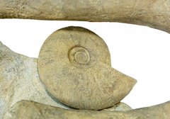 Аммониты Ancyloceras sp. и Emericiceras barremense