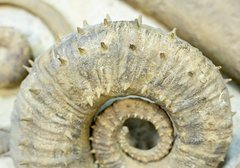 Аммониты Ancyloceras sp. и Emericiceras barremense