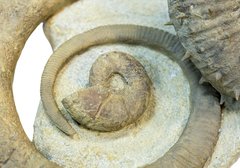 Аммониты Ancyloceras sp. и Emericiceras barremense