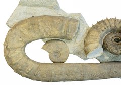 Аммониты Ancyloceras sp. и Emericiceras barremense