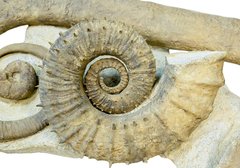 Аммониты Ancyloceras sp. и Emericiceras barremense