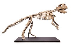 Скелет динозавра Psittacosaurus sp.