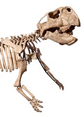 Скелет динозавра Psittacosaurus sp.