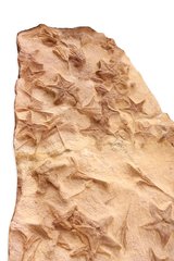 Морские звезды и растения