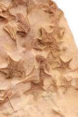 Морские звезды и растения