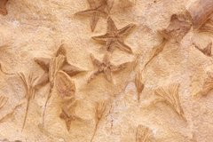 Морские звезды и растения