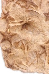 Морские звезды и растения