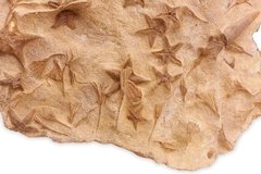 Морские звезды и растения