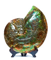 Аммолитовый аммонит