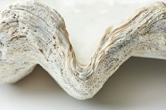 Морская раковина Tridacna gigas