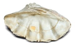 Морская раковина Tridacna gigas