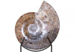 Аммонит Cleoniceras sp.