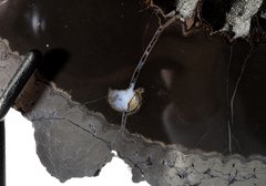 Часы из аммонита Speetoniceras Versicolor