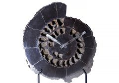 Часы из аммонита Speetoniceras Versicolor