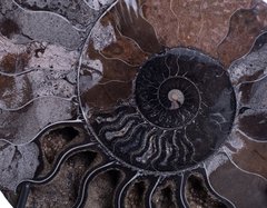 Аммонит Cleoniceras sp.