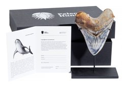 Зуб мегалодона 14,8 см музейного качества