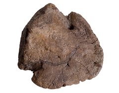 Коготь динозавра Hadrosaurus sp.