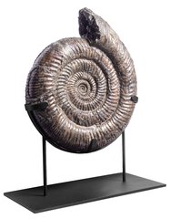 Аммонит Speetoniceras Versicolor