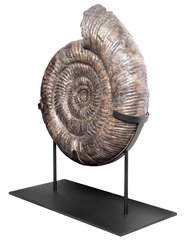 Аммонит Speetoniceras Versicolor