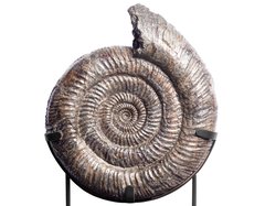 Аммонит Speetoniceras Versicolor
