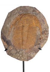 Трилобит Acadoparadoxides sp.