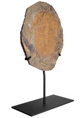 Трилобит Acadoparadoxides sp.