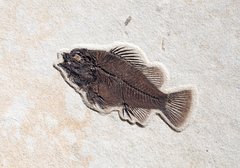 Рыбы Atractosteus Lapidosteus, Priscacara и Diplomystus sp.