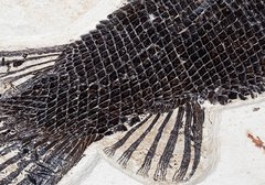 Рыбы Atractosteus Lapidosteus, Priscacara и Diplomystus sp.