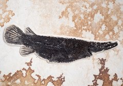 Рыбы Atractosteus Lapidosteus, Priscacara и Diplomystus sp.