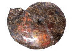Аммонит Placenticeras costatum