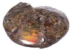 Аммонит Placenticeras costatum