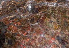 Аммонит Placenticeras costatum