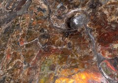 Аммонит Placenticeras costatum