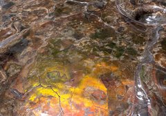 Аммонит Placenticeras costatum