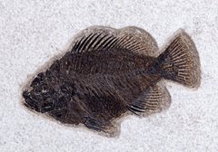 Рыба Priscacara sp. 